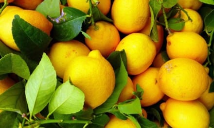 Zitronenfrisch auf Reisen: 4 einfache Camping-Rezepte mit Zitrone